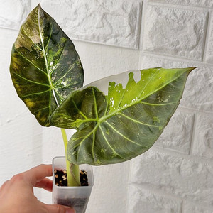 (모주급)알로카시아 레갈쉴즈 알보