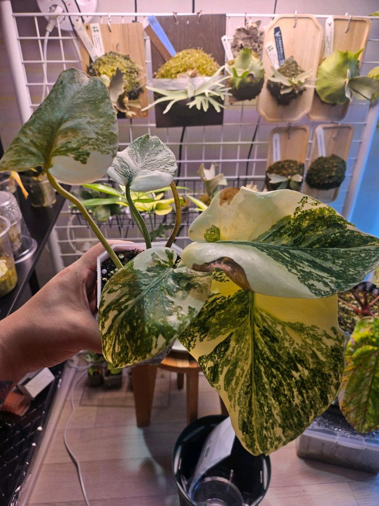 크림 몬스테라--1