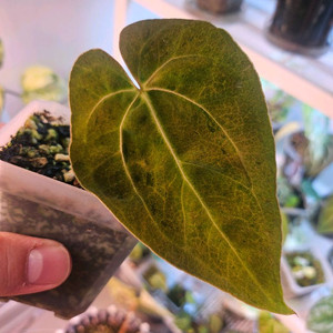 안스리움 갤럭시xtr004 바리에가타