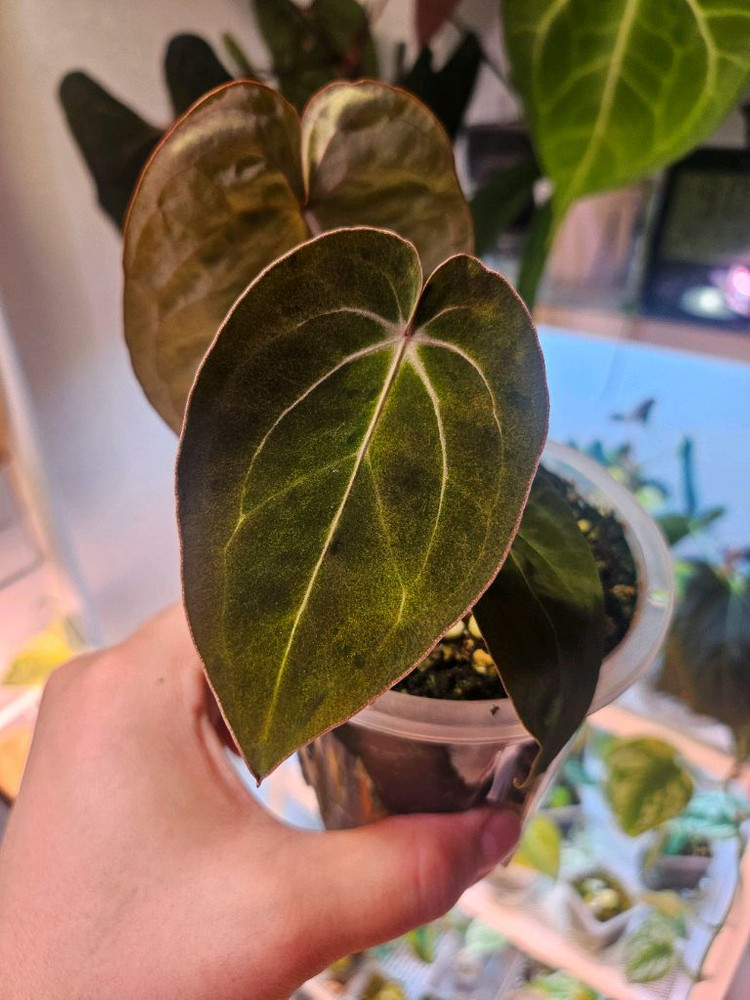 안스리움 갤럭시xtr004 바리에가타--1