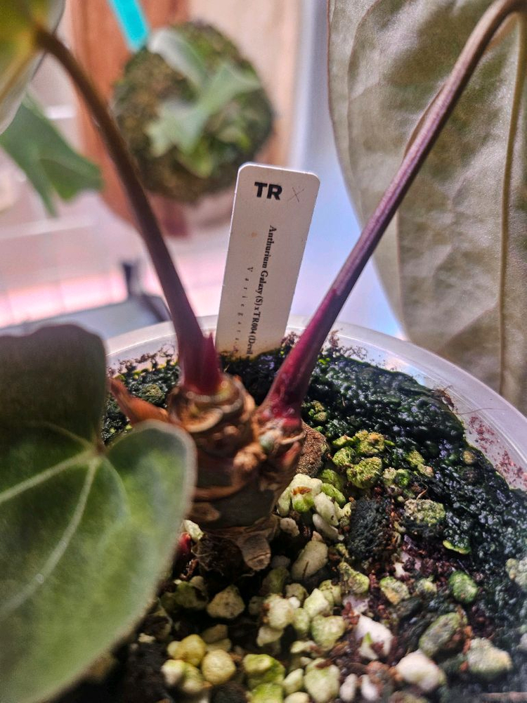 안스리움 갤럭시xtr004 바리에가타--2