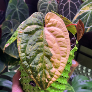 안스리움 럭셔리안스hb 바리에가타 이미지