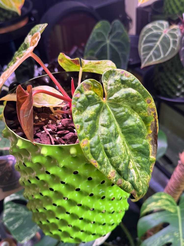 안스리움 럭셔리안스hb 바리에가타 이미지