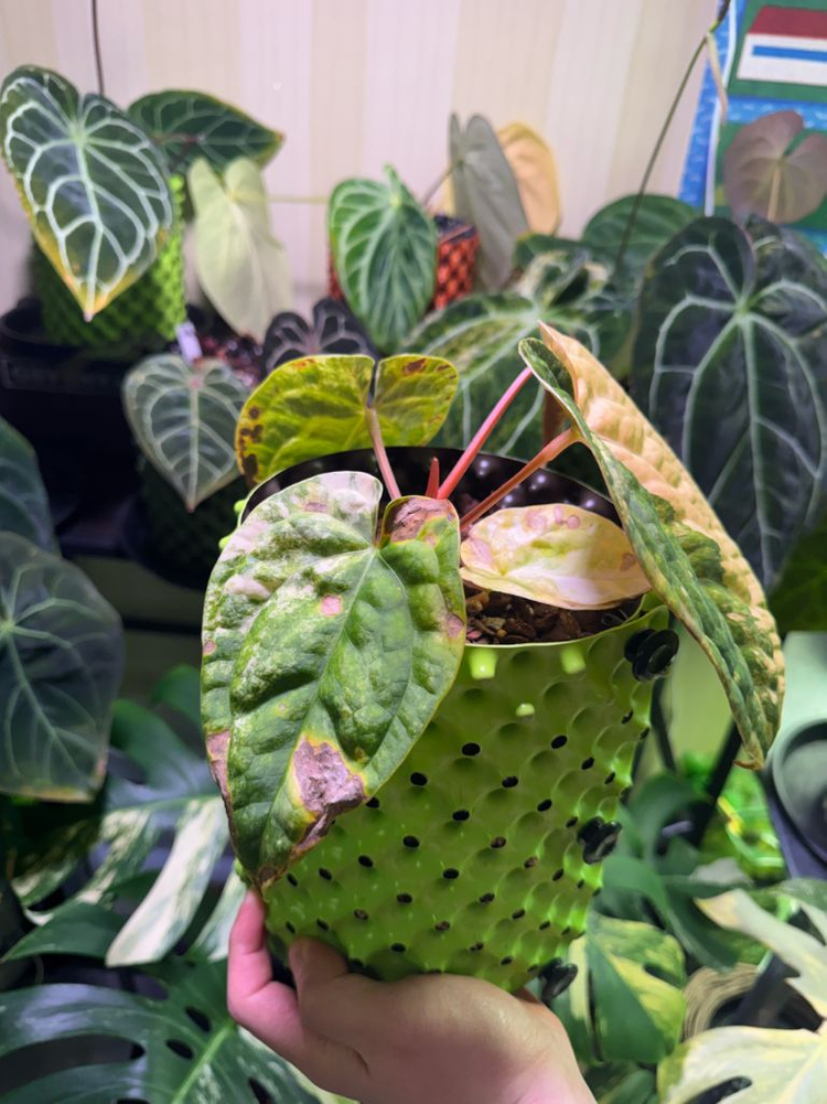 안스리움 럭셔리안스hb 바리에가타 이미지