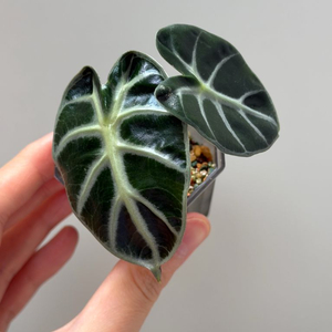 알로카시아 하트벌룬 옐로우 바리에가타