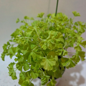 벅스웰골든애니버셔리 리갈제라늄 이미지