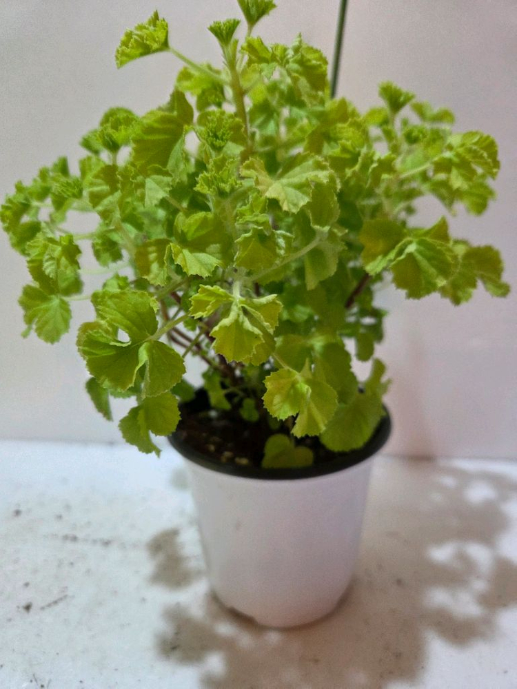 벅스웰골든애니버셔리 리갈제라늄 이미지