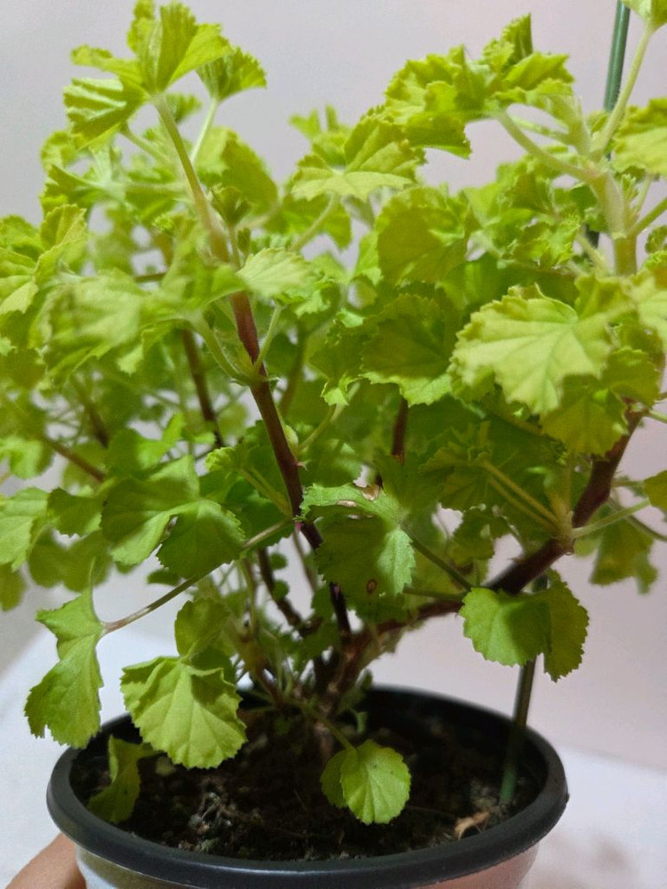 벅스웰골든애니버셔리 리갈제라늄 이미지