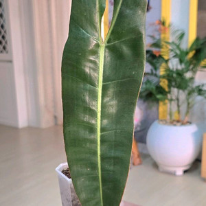 필로덴드론 빌리에티에