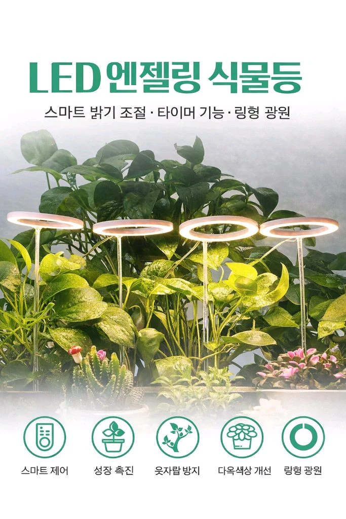 식물등 엔젤등 이미지