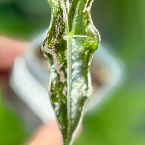 알로카시아 노빌리스 핑크 바리에가타