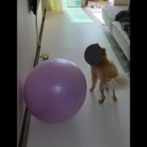 반려견/유아용 퍼즐매트