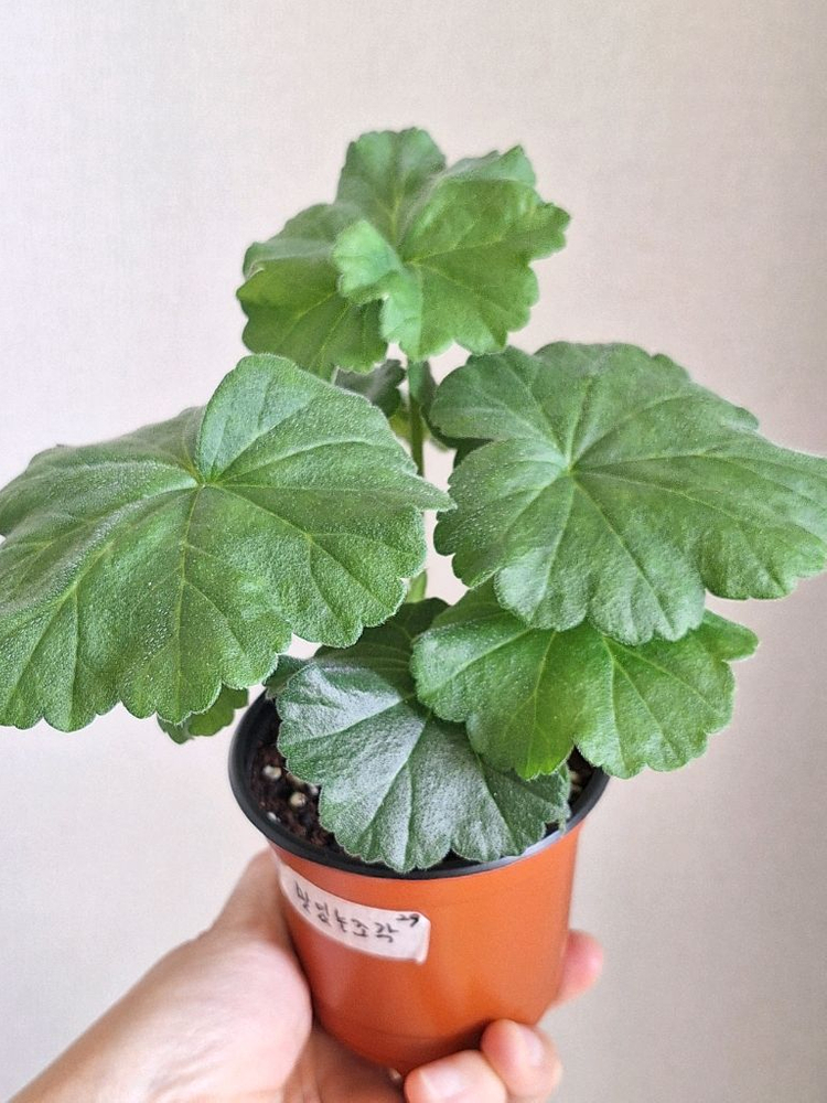 제라늄 맛있는조각--1