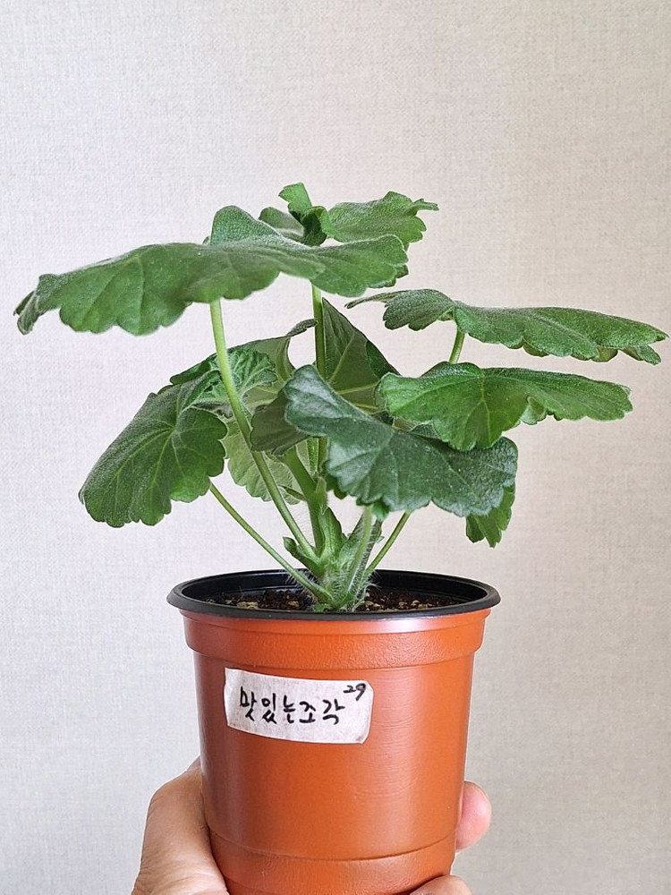 제라늄 맛있는조각--2