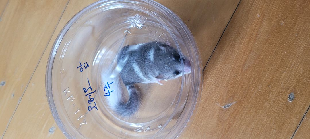 피그미 다람쥐 암수 한쌍, 사육장 포함 분양 합니다--1