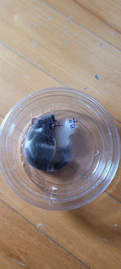 피그미 다람쥐 암수 한쌍, 사육장 포함 분양 합니다--2