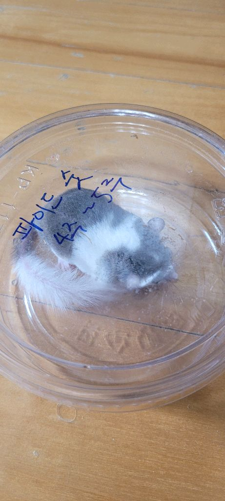 피그미 다람쥐 암수 한쌍, 사육장 포함 분양 합니다--3