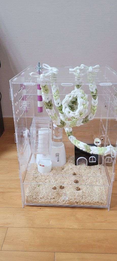 피그미 다람쥐 암수 한쌍, 사육장 포함 분양 합니다--5