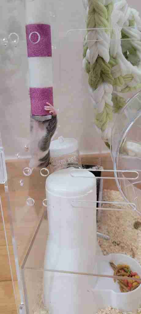 피그미 다람쥐 암수 한쌍, 사육장 포함 분양 합니다--6