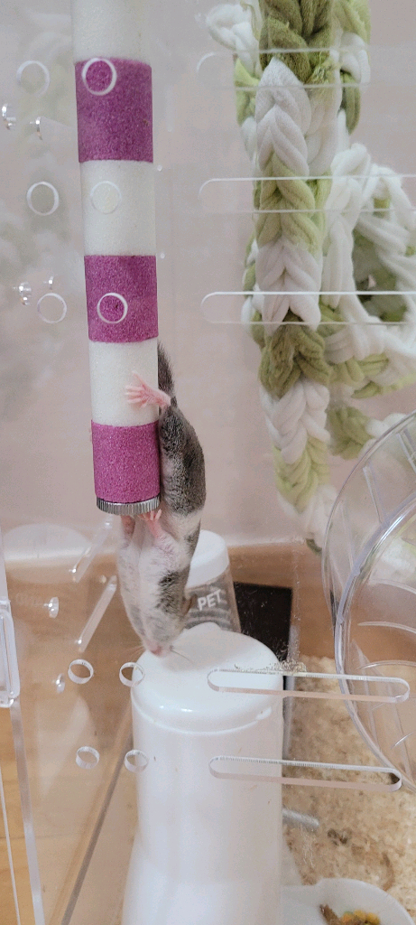 피그미 다람쥐 암수 한쌍, 사육장 포함 분양 합니다--7