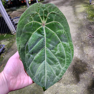 안스리움 에오스 포게티