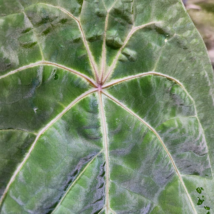 안스리움 에오스 포게티--1