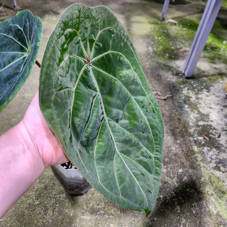 안스리움 에오스 포게티--2