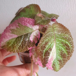 에피스시아 핑크레이디