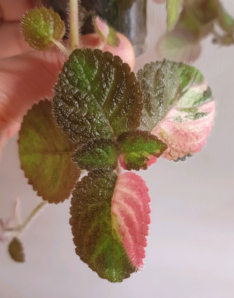 에피스시아 핑크레이디--1