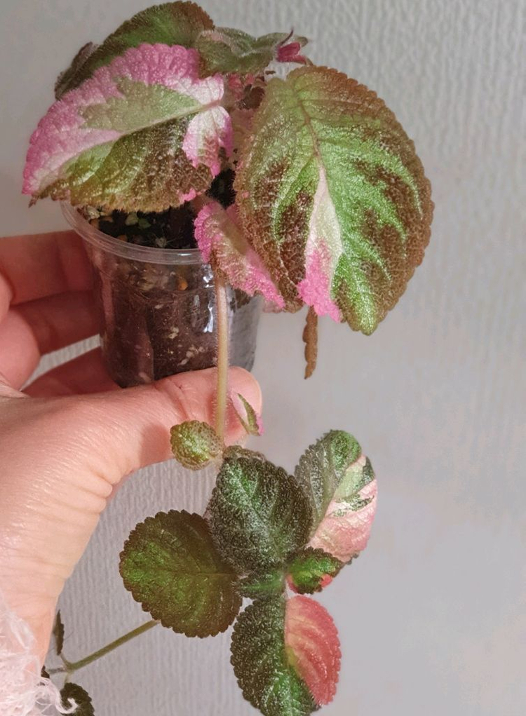 에피스시아 핑크레이디--2