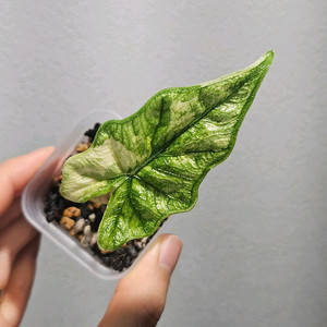 (자촉묘) 알로카시아 잭클린 미스틱