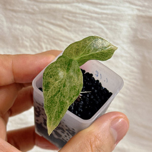 (S급)알로카시아 골든본 바리에가타 5세대 핑크본 자구묘