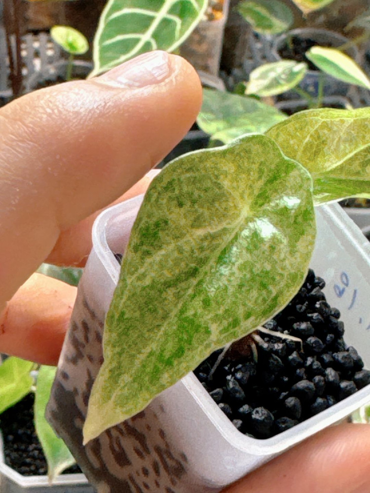 (S급)알로카시아 골든본 바리에가타 5세대 핑크본 자구묘--1