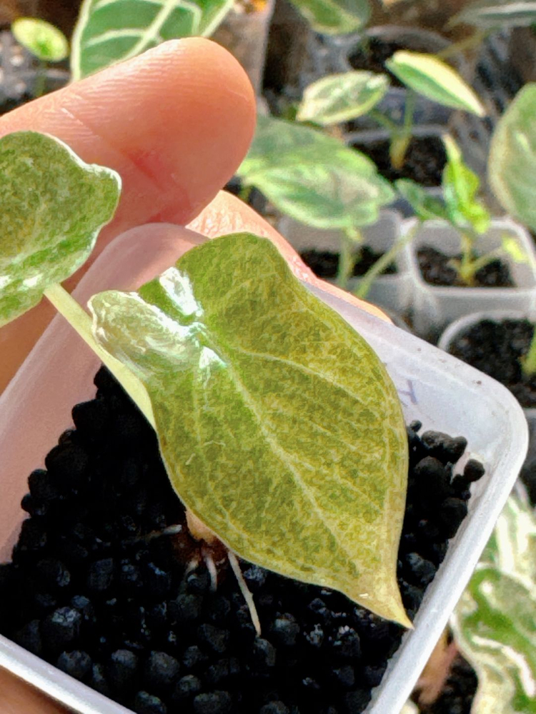 (S급)알로카시아 골든본 바리에가타 5세대 핑크본 자구묘--2