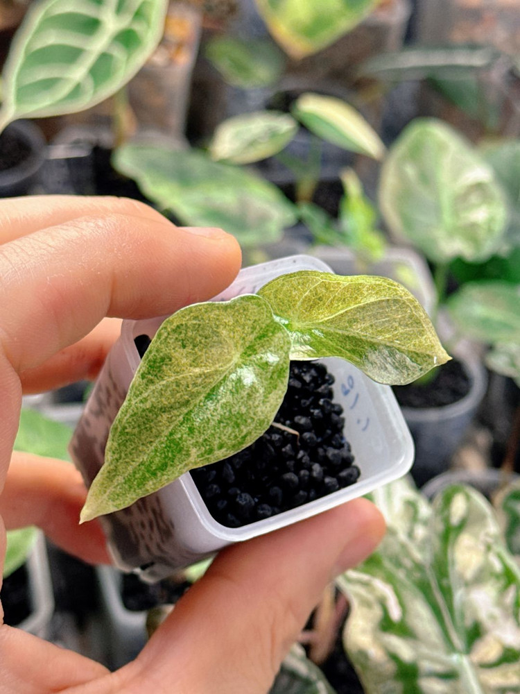 (S급)알로카시아 골든본 바리에가타 5세대 핑크본 자구묘--3