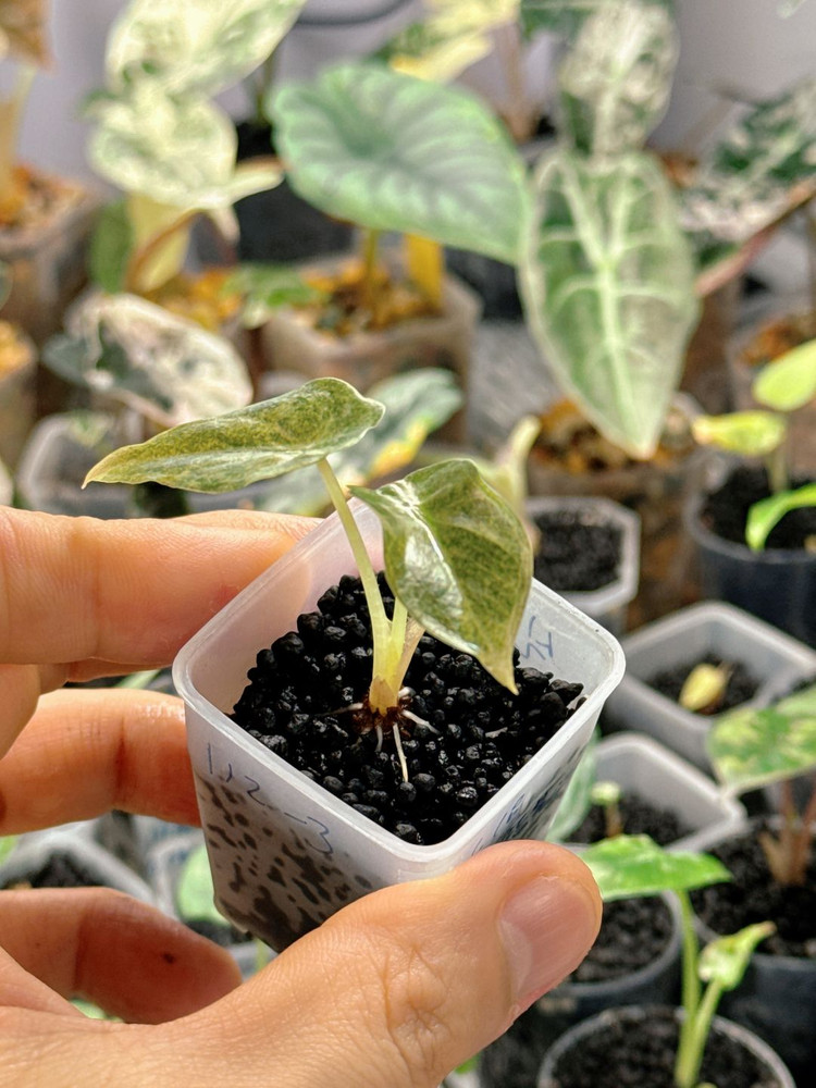 (S급)알로카시아 골든본 바리에가타 5세대 핑크본 자구묘--6