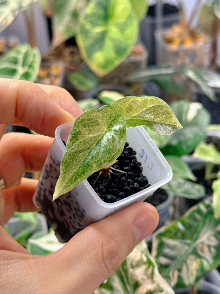 (S급)알로카시아 골든본 바리에가타 5세대 핑크본 자구묘--5