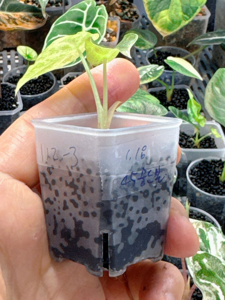 (S급)알로카시아 골든본 바리에가타 5세대 핑크본 자구묘--4