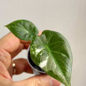 알로카시아 레갈쉴즈 알보 바리에가타 왕 자구묘