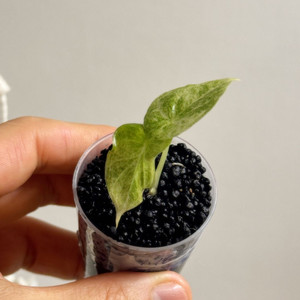 (S급 산반무늬)알로카시아 골든본 바리에가타 5세대 핑크본 자구묘