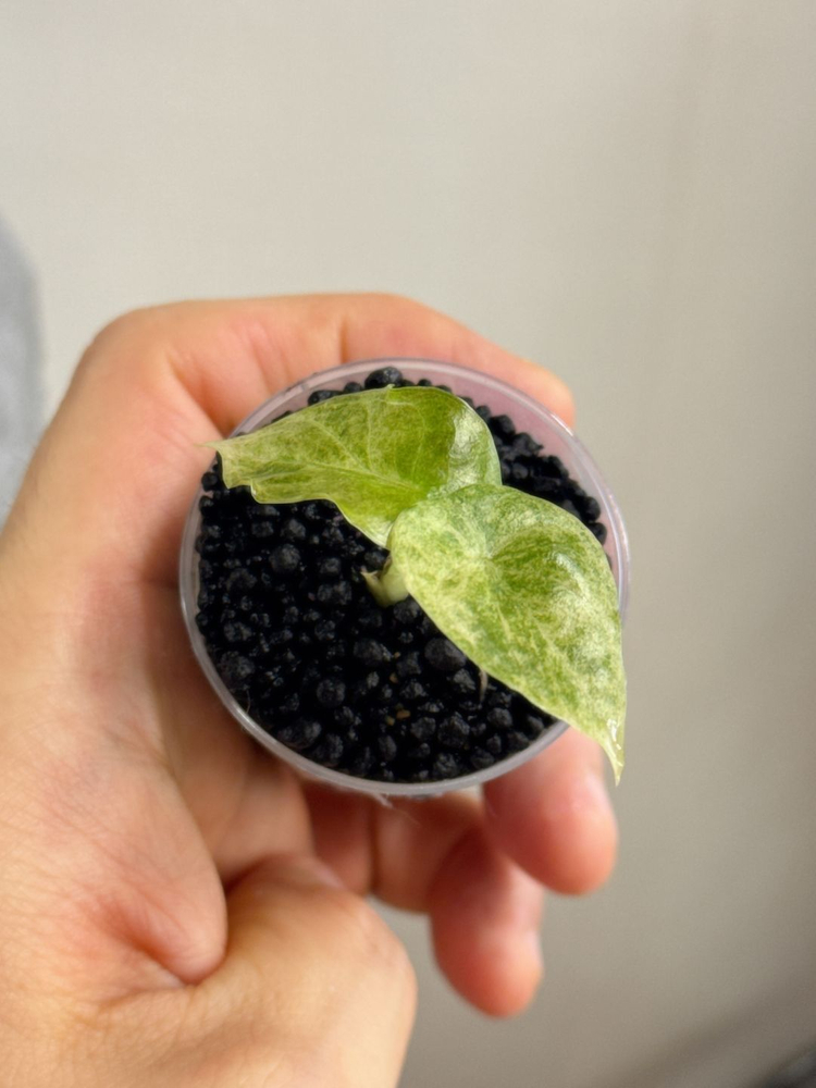 (S급 산반무늬)알로카시아 골든본 바리에가타 5세대 핑크본 자구묘--1