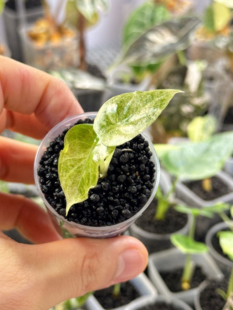 (S급 산반무늬)알로카시아 골든본 바리에가타 5세대 핑크본 자구묘--3