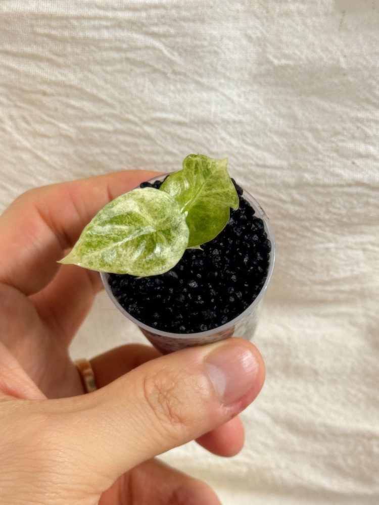 (S급 산반무늬)알로카시아 골든본 바리에가타 5세대 핑크본 자구묘--2