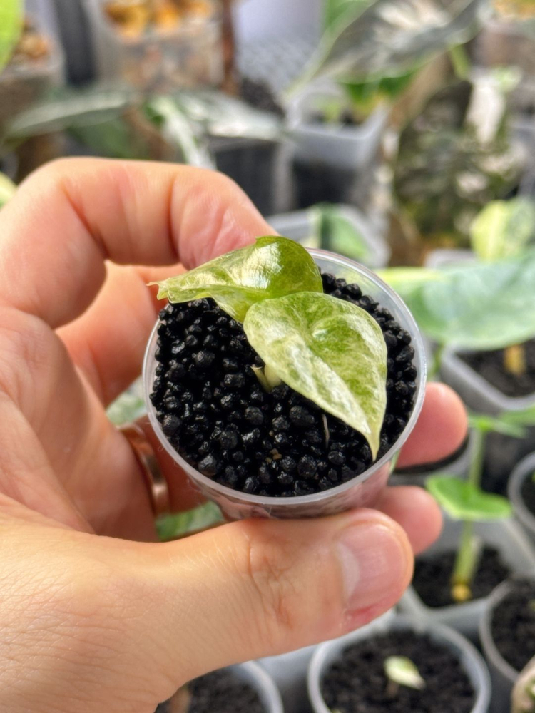 (S급 산반무늬)알로카시아 골든본 바리에가타 5세대 핑크본 자구묘--4