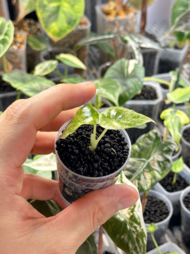 (S급 산반무늬)알로카시아 골든본 바리에가타 5세대 핑크본 자구묘--6