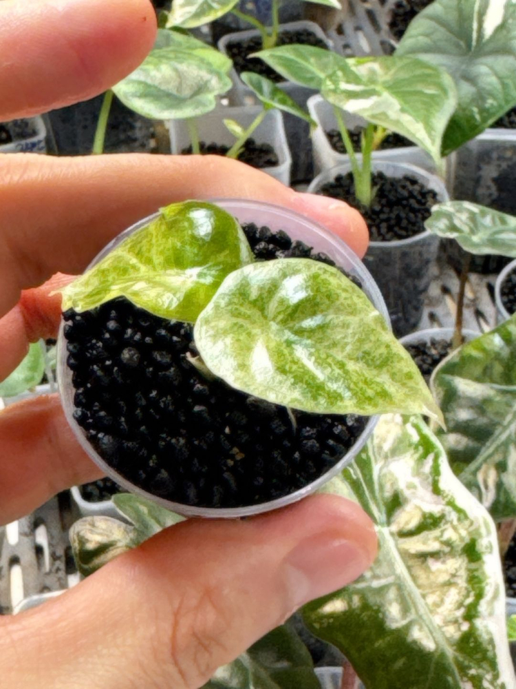 (S급 산반무늬)알로카시아 골든본 바리에가타 5세대 핑크본 자구묘--7