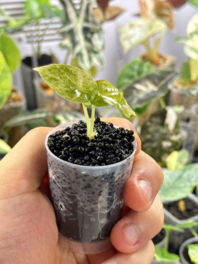 (S급 산반무늬)알로카시아 골든본 바리에가타 5세대 핑크본 자구묘--5