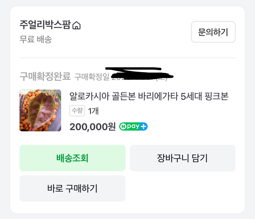 (S급 산반무늬)알로카시아 골든본 바리에가타 5세대 핑크본 자구묘--8