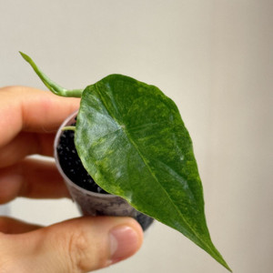 (S급 산반무늬)알로카시아 드래곤브레스 바리에가타 왕 자구묘