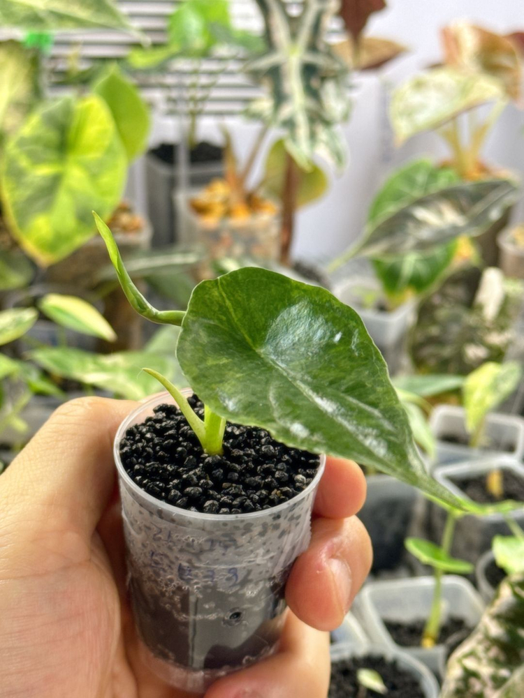 (S급 산반무늬)알로카시아 드래곤브레스 바리에가타 왕 자구묘--2